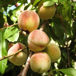 Schnitt am Pfirsichbaum